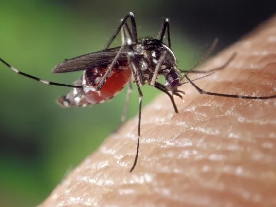 A mosquito sucking blood. 