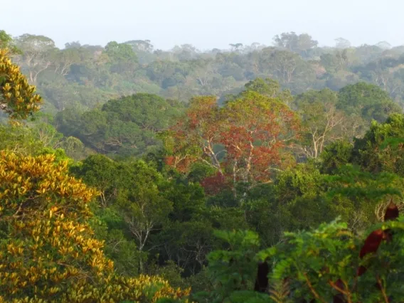 Tropical forest canopy