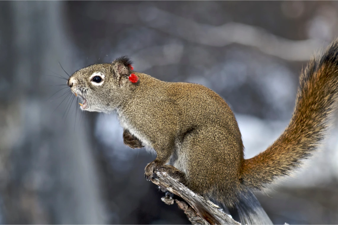 Yukon red squirrel