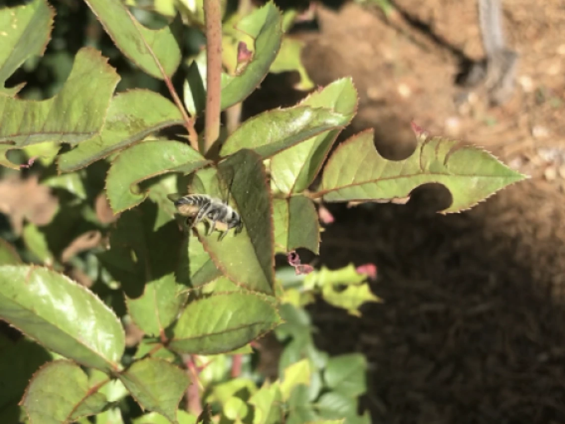 Leaves damaged by leafcutter bees