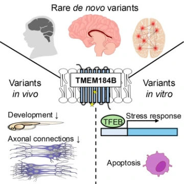 Graphic from TMEM184B from study 