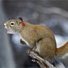 Yukon red squirrel