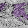 In this microscope image of a Bennu sample, needles of hydrated sodium carbonate — one of the salts left behind by evaporating brine — are highlighted in purple false color