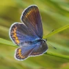 Karner blue butterfly