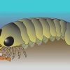 In this illustration of the living Mollisonia animal, its segmented abdomen is attached to a thorax and head with a pair of eyes and jointed legs. 