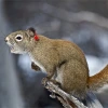 Yukon red squirrel