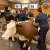 College of Veterinary Medicine students working in a lab using a life-size model of a cow